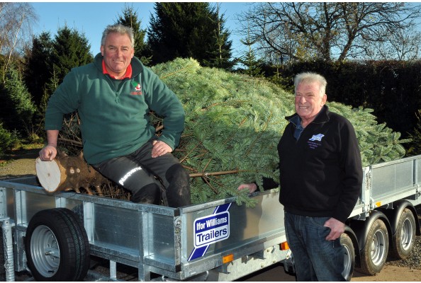 Downing Street Tree 01