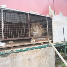 Simba at French circus