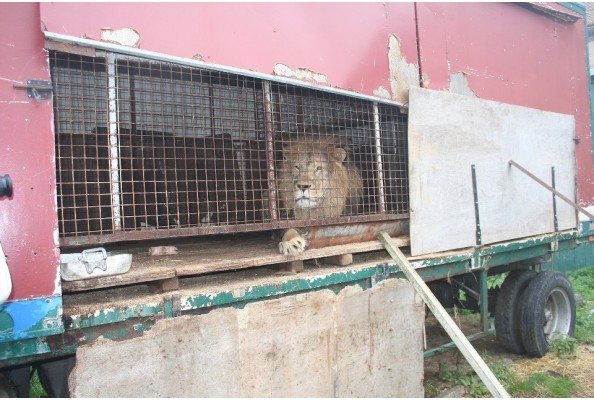 Simba at French circus