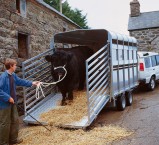 Livestock-Square.jpg